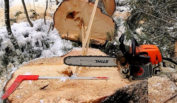 Titelbild Land und Forstpflege